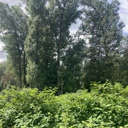 unverbaubarer Naturblick Probierlviertel